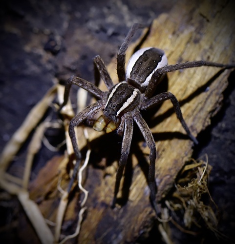 Dolomedes chinesus