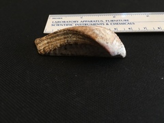 Lamarcka ventricosa