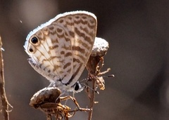 Leptotes cassius cassidula