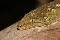 Rhacodactylus leachianus