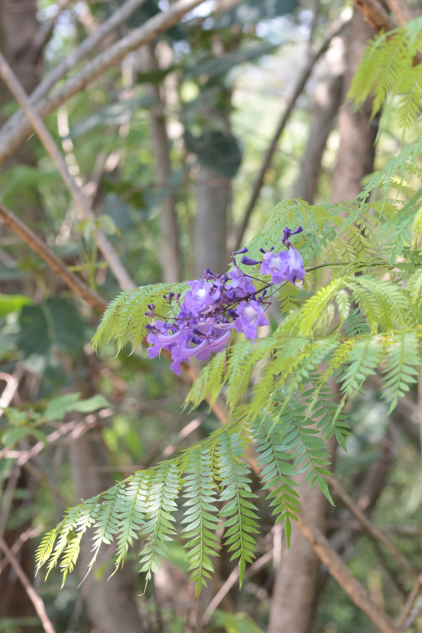 Jacaranda mimosifolia