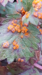 Phragmidium sanguisorbae