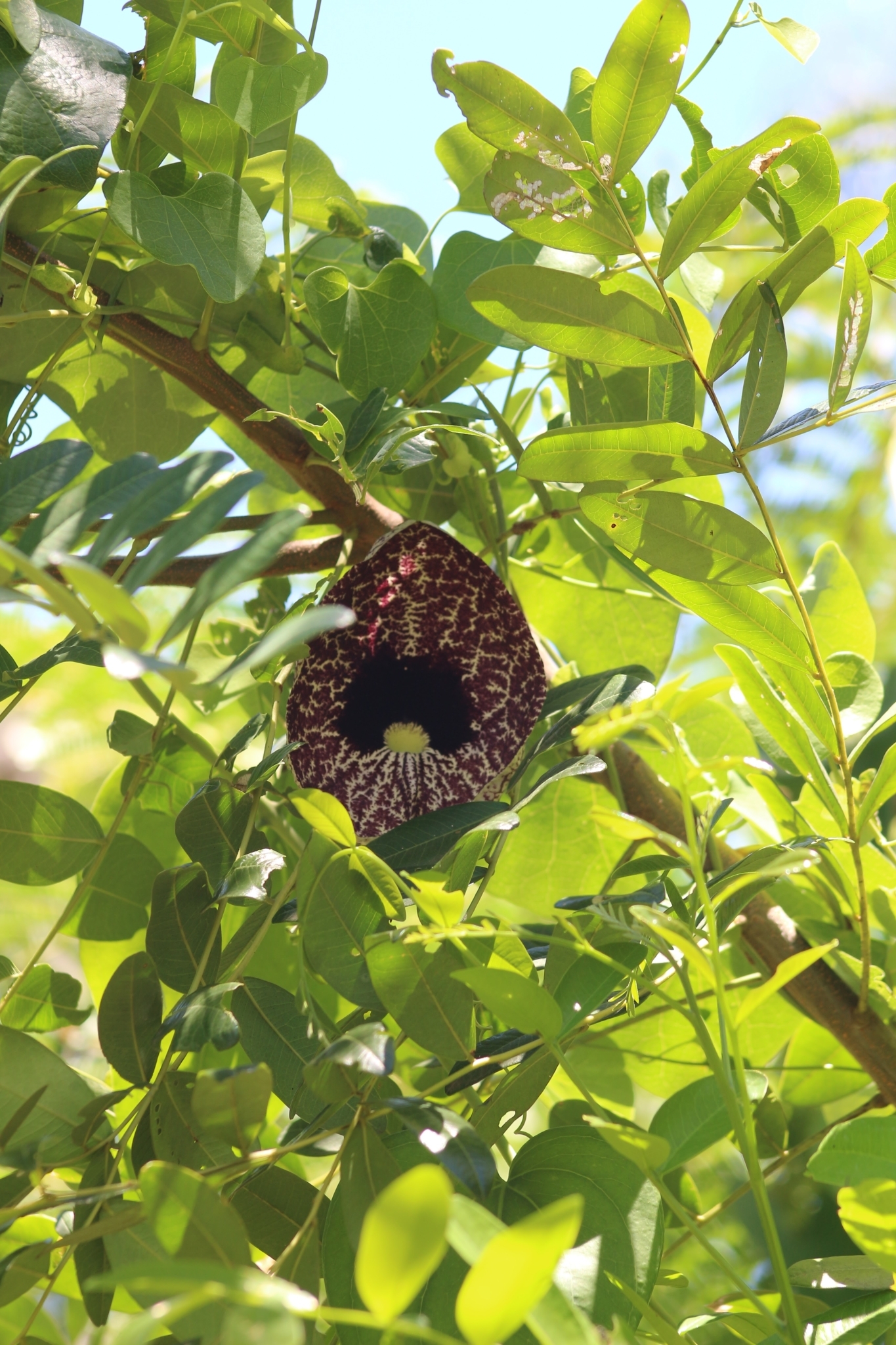 Aristolochia littoralis