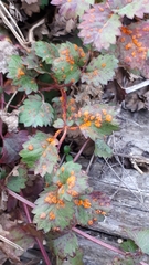 Phragmidium sanguisorbae