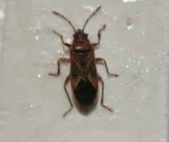 Arocatus longiceps