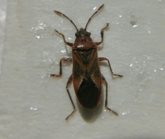 Arocatus longiceps