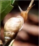 Slender Samoana Tree Snail