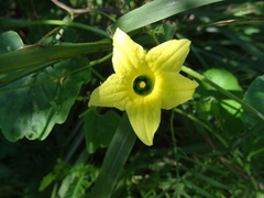 Schizocarpum palmeri