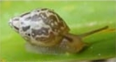 Delicate Samoana Tree Snail