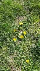 Taraxacum officinale