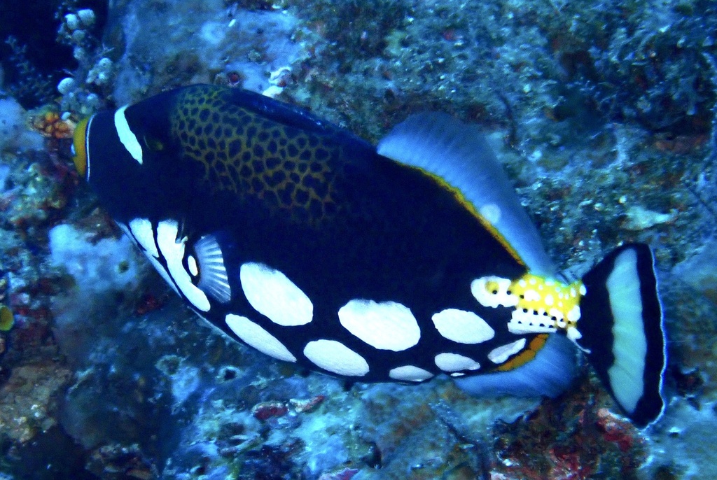 Clown triggerfish swimming along a reef wall in West Papua