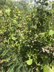 Ajugoideae