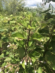 Ajugoideae