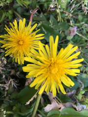 Taraxacum officinale