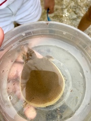 Apalone spinifera guadalupensis