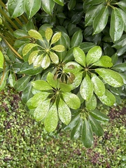 Schefflera arboricola image