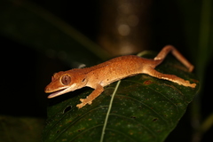 Correlophus ciliatus