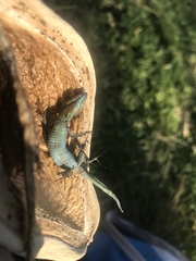Podarcis muralis