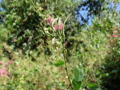 Bauhinia pauletia