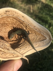 Podarcis muralis