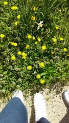 Taraxacum officinale