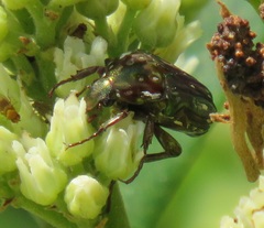 Leucocelis aeneicollis