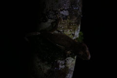 Correlophus ciliatus