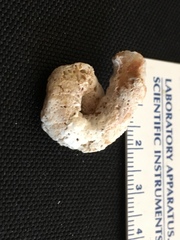 Vermetoidea
