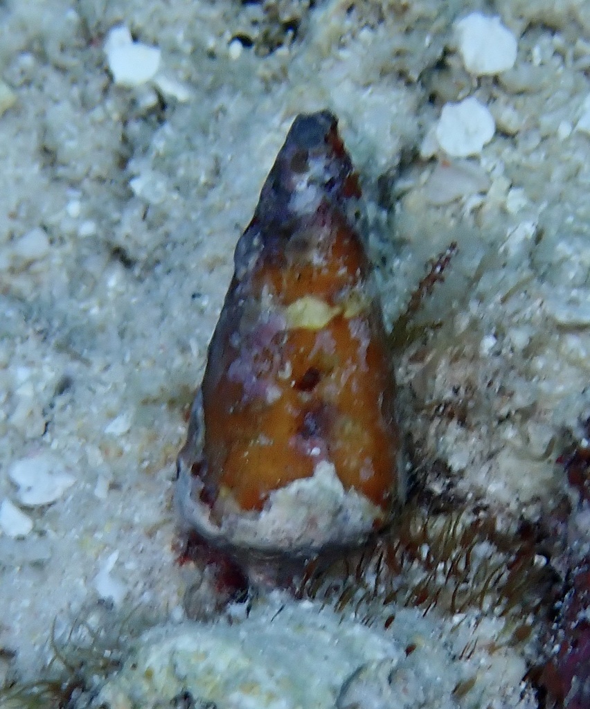 Lithograph cone