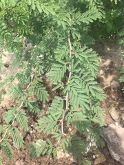 Vachellia insulae-iacobi