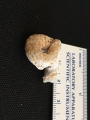 Vermetoidea