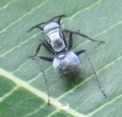 Polyrhachis schlueteri