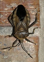 Pachylis laticornis