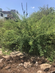 Vachellia insulae-iacobi