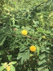 Vachellia insulae-iacobi