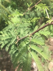 Vachellia insulae-iacobi