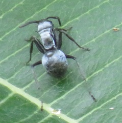 Polyrhachis schlueteri