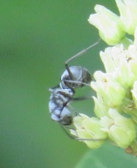 Polyrhachis schlueteri