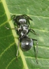 Polyrhachis schlueteri