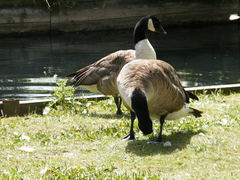 Branta canadensis