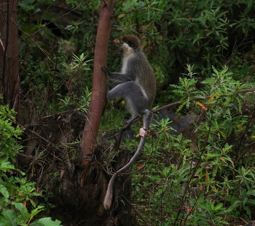 Grivet Monkey