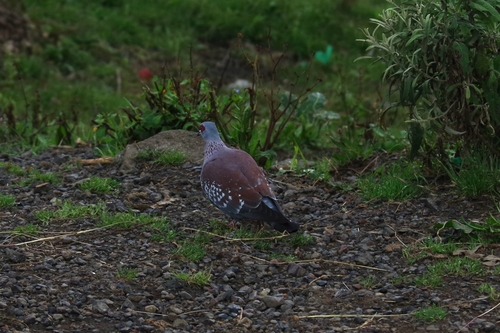 Speckled Pigeon