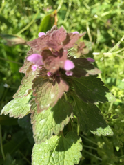 Lamium purpureum