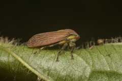 Aetalionidae