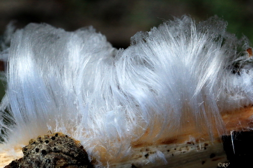 Sklaidžioji vaškaplutė nuotrauka