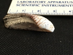 Arca kauaia