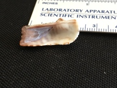 Lamarcka ventricosa