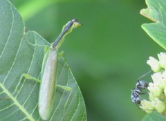 Polyrhachis schlueteri