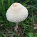 Chlorophyllum hortense - Photo (c) Rony Ristow, alguns direitos reservados (CC BY-NC), uploaded by Rony Ristow