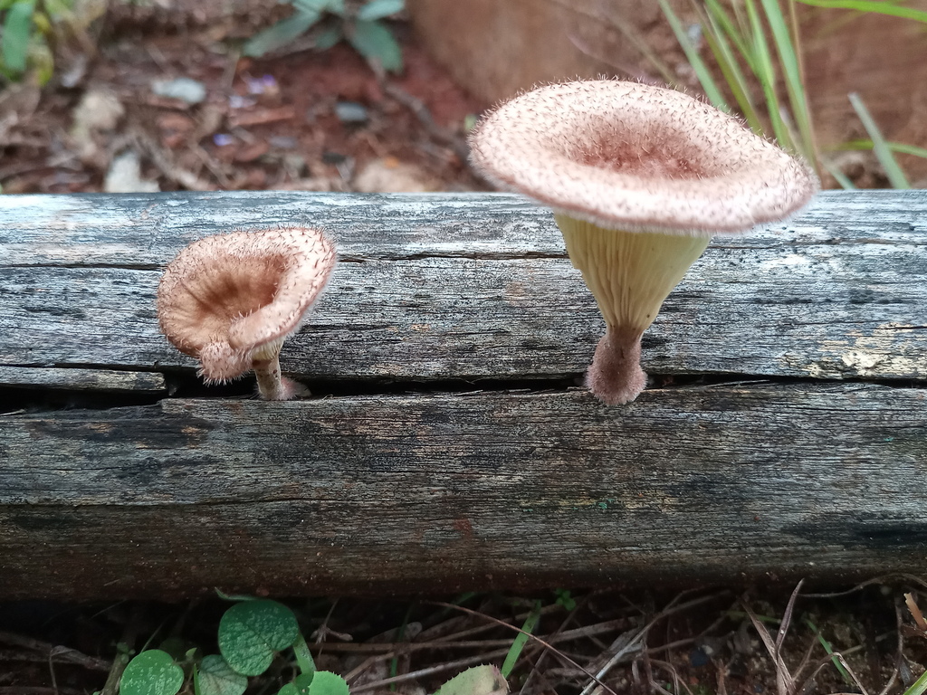 Panus strigellus · October 2021 · photo: © ronyristow (iNaturalist, cc-by)